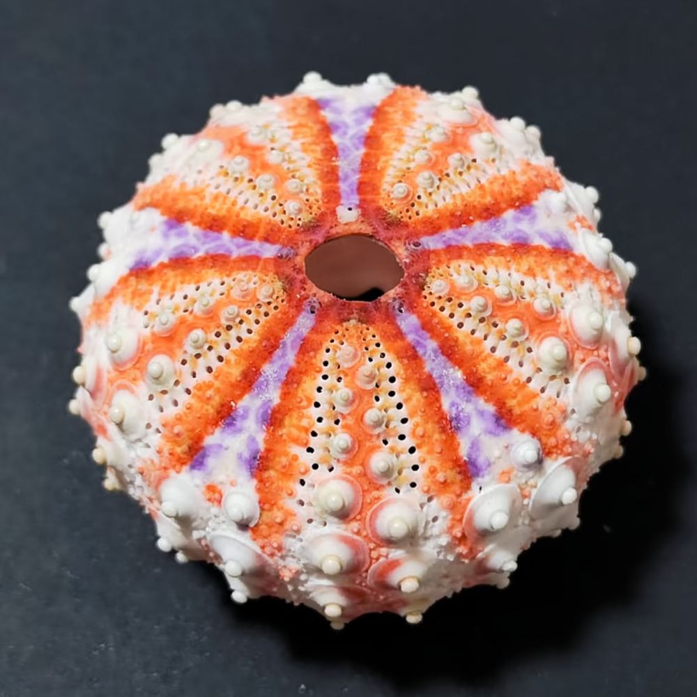 Marine Aquarium - Sea Urchin Craft For For Zhuolangge