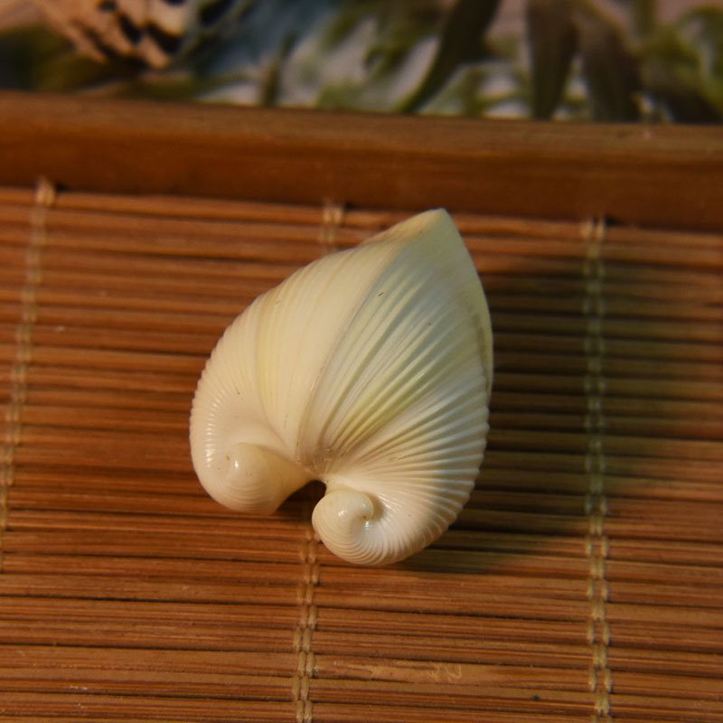 Marine Aquarium - Natural Cardium Cardissa Shell - Heart