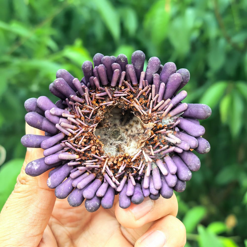 Sea Urchin Craft For For Zhuol - đánh giá và giá Marine Aquarium