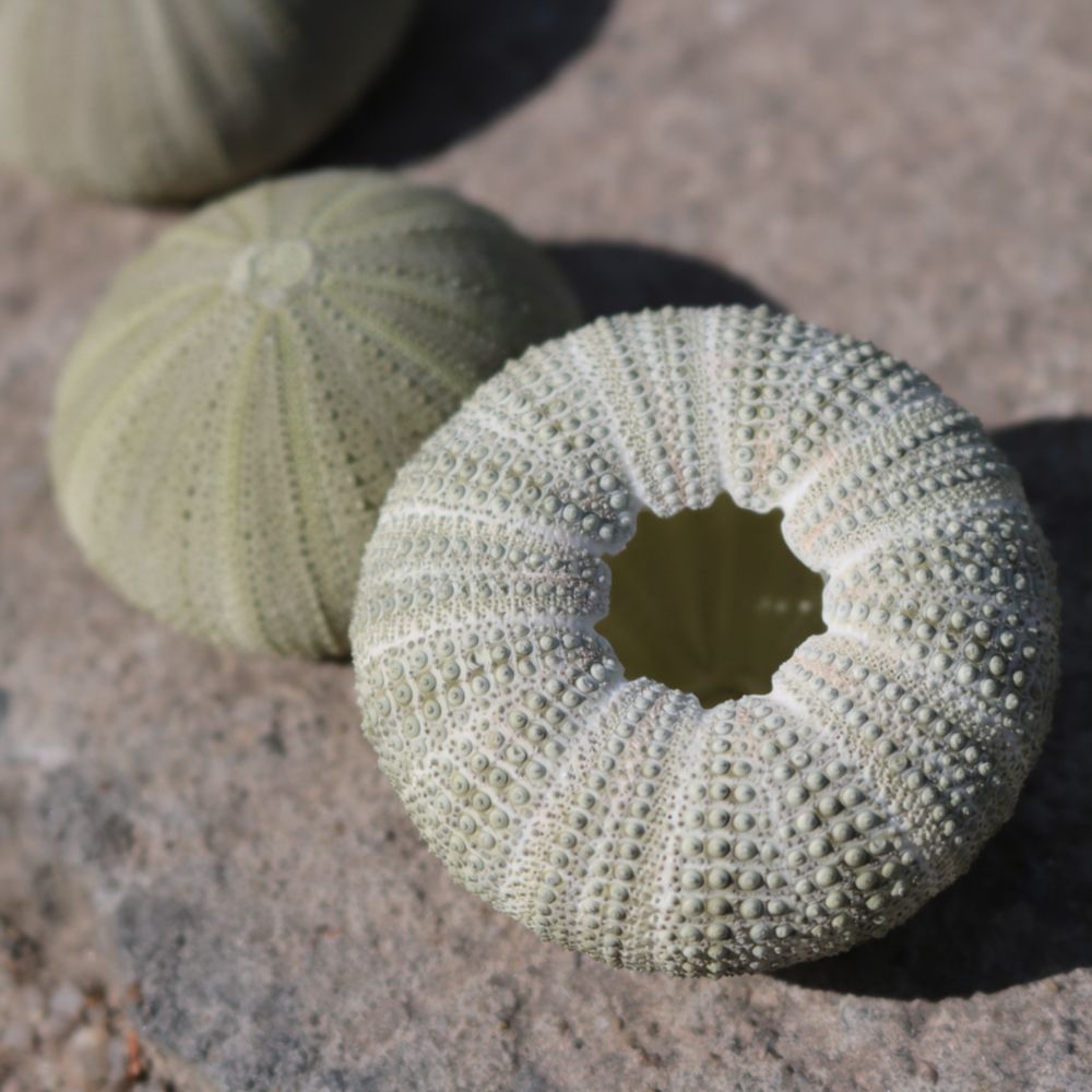Sea Urchin Craft For For Zhuol - đánh giá và giá Marine Aquarium