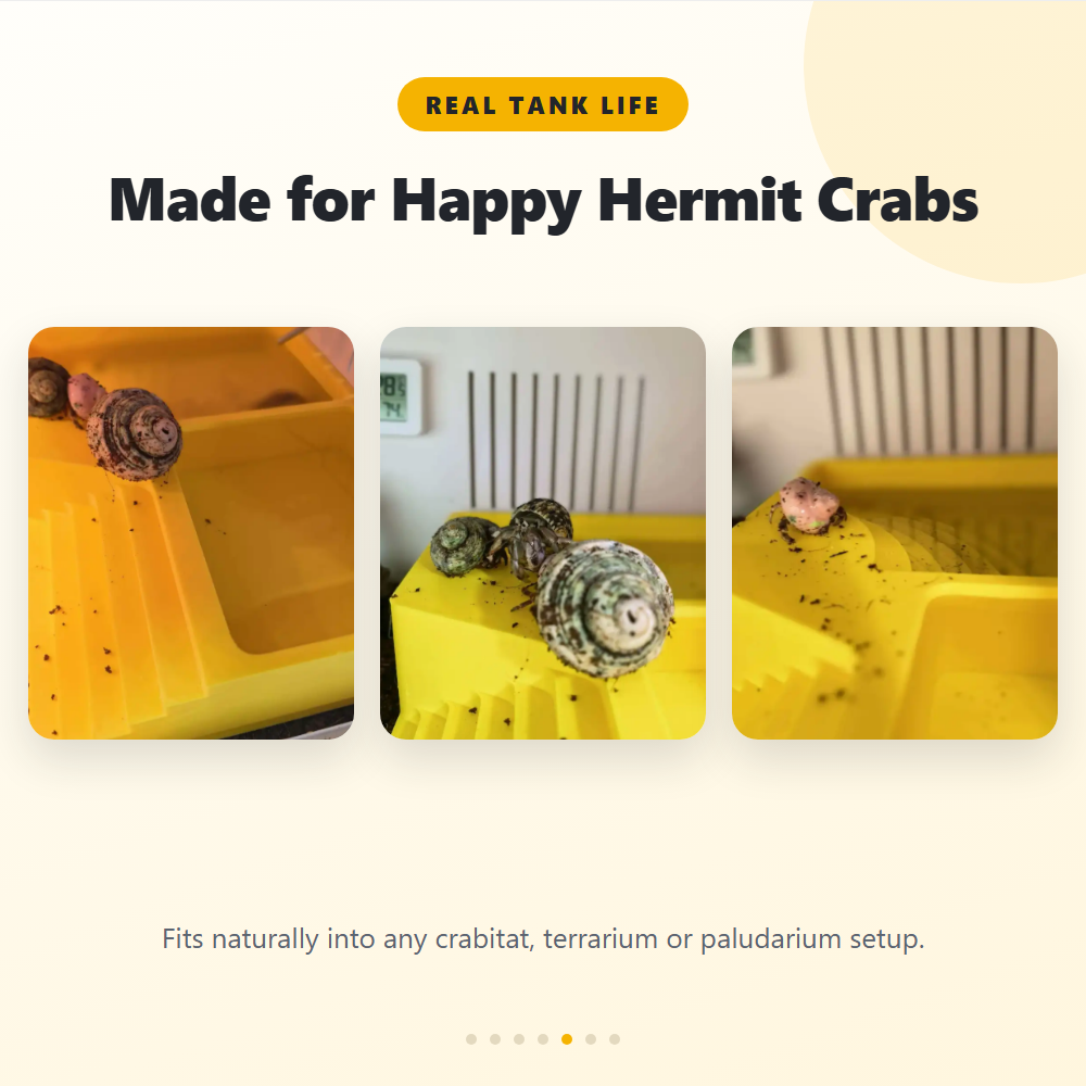 Hermit Crab Water Bowl Dual Po - đánh giá và giá Saltwater Tank