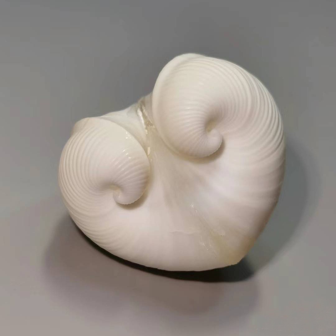Natural Cardium Cardissa Shell - đánh giá và giá Marine Aquarium