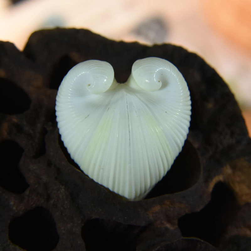 Natural Cardium Cardissa Shell - đánh giá và giá Marine Aquarium